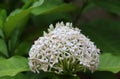 White ixora flower on the tree. West Indian Jasmine the plants possess leathery leaves, ranging from 3 to 6 inches in length.